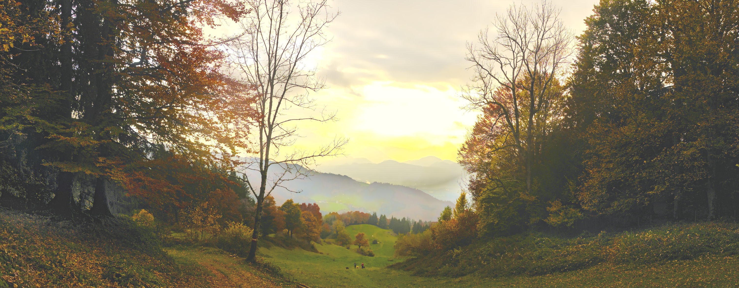Ausblick über herbstliche Bergwälder auf die Alpen